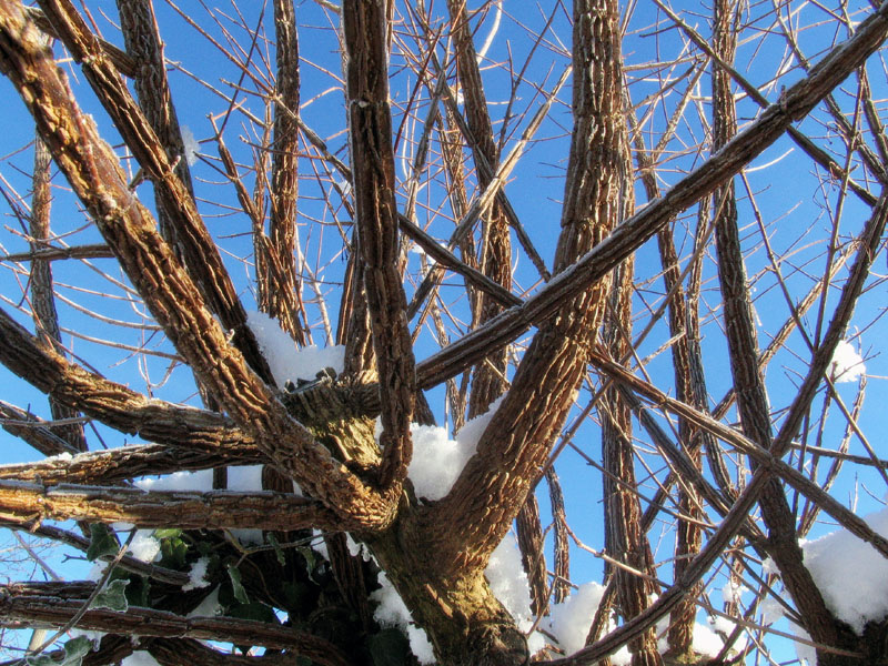 Differenze tra Acer campestre e Ulmus campestris